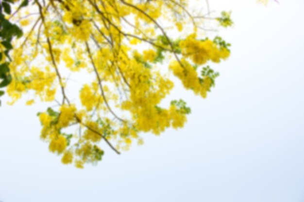 Foto Árbol de lluvia dorada (fístula cassia).