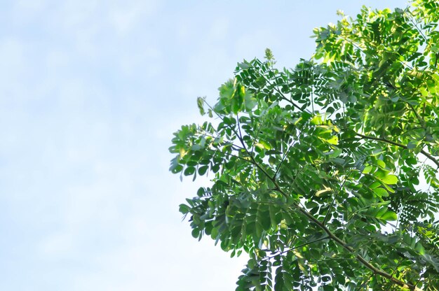 Foto Árbol de la lluvia o samanea saman leguminosae mimosoideae