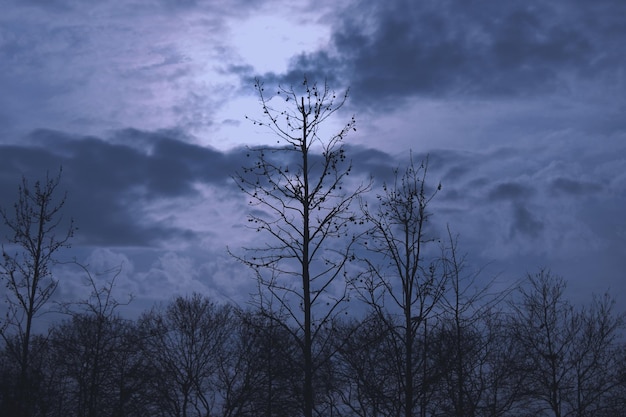 Un árbol con la luna detrás