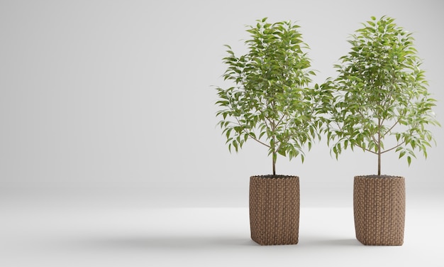 árbol en una maceta fondo blanco