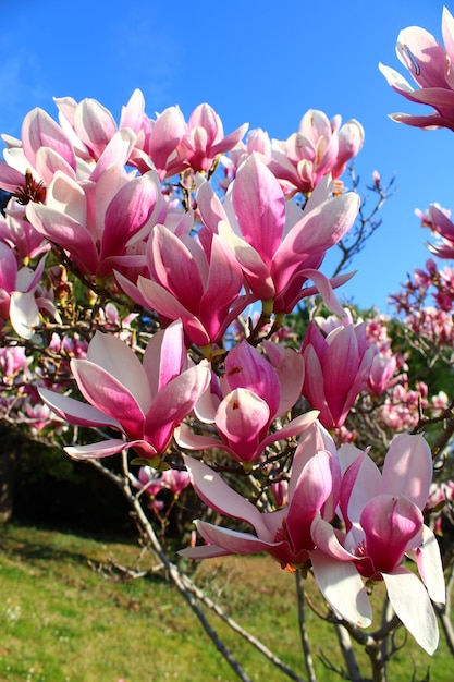 Un árbol en un macizo de flores en el jardín de la casa del mes.