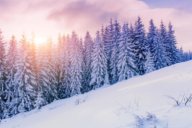 Foto Árbol mágico cubierto de nieve en invierno