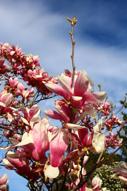 Árbol de magnolia en flor contra un cielo azul