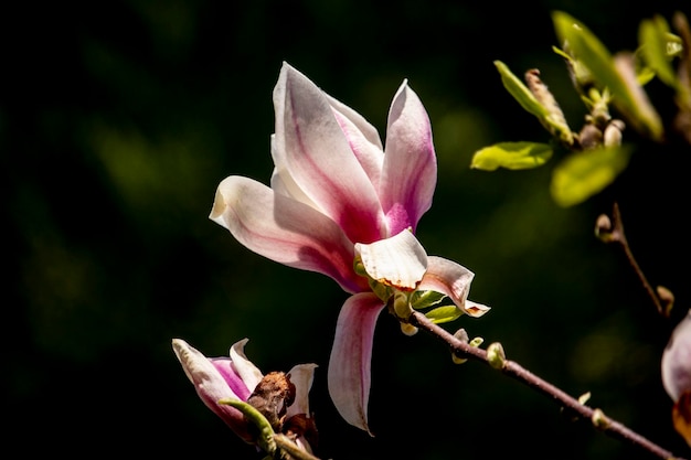 Un árbol de magnolia con una flor rosa