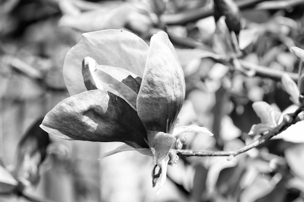 El árbol de magnolia florece en un día soleado Las flores de magnolia florecen en primavera