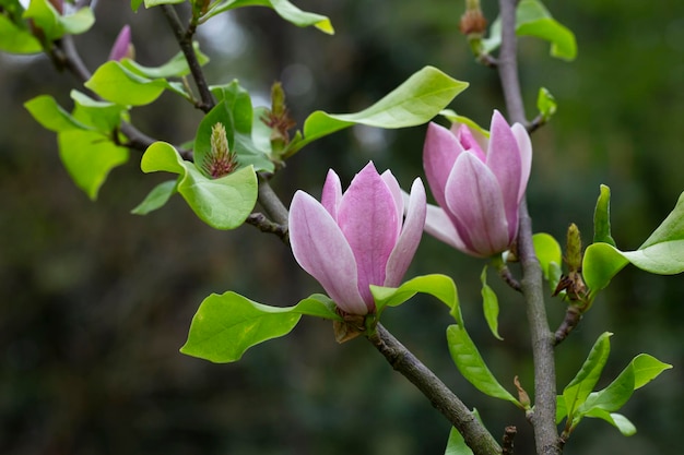 El árbol de magnolia florece en primavera tiernas flores rosadas bañándose en la luz del sol cálido clima de abril