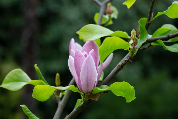 El árbol de magnolia florece en primavera tiernas flores rosadas bañándose en la luz del sol cálido clima de abril