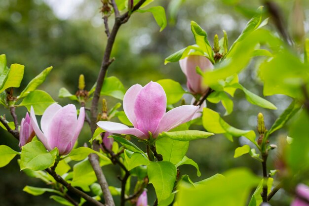 El árbol de magnolia florece en primavera tiernas flores rosadas bañándose en la luz del sol cálido clima de abril