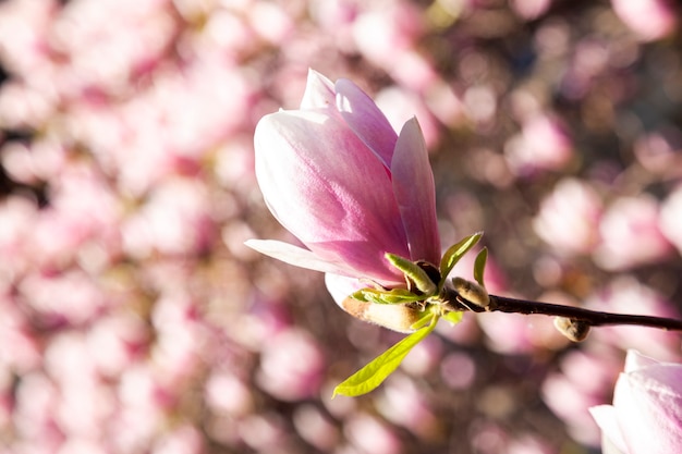 Foto Árbol de magnolia floreciendo