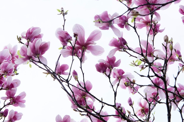 Foto Árbol de magnolia con flores