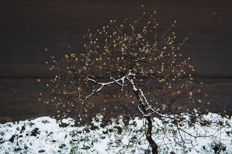 Árbol de magnolia en la nieve Vista desde arriba