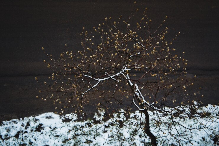Árbol de magnolia en la nieve Vista desde arriba