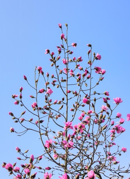 El árbol de magnolia rosa en flor sobre el fondo del cielo azul