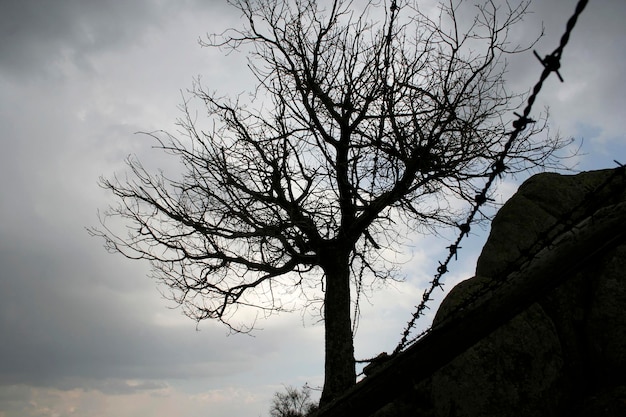 Árbol y malla de alambre de púas