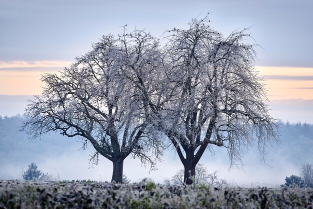 Foto Árbol en la mañana