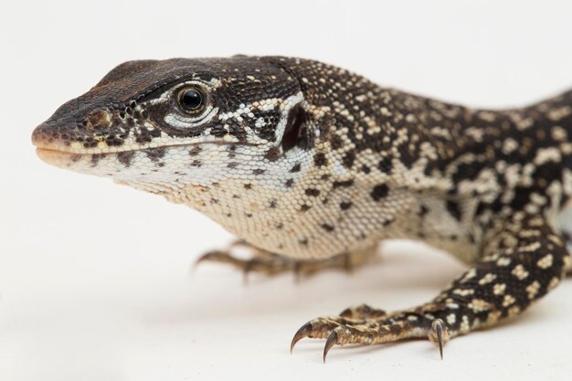 El árbol manchado lagarto monitor varanus similis aislado sobre fondo blanco.