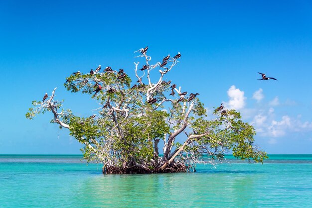 Foto Árbol de mangle y fragatas