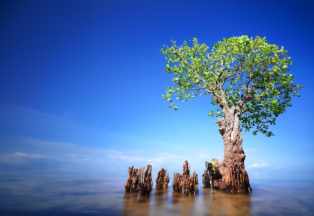 árbol de mangle en el mar en el cielo azul