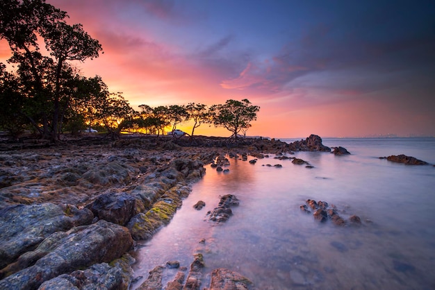 árbol de mangle en la playa belleza puesta de sol en la playa