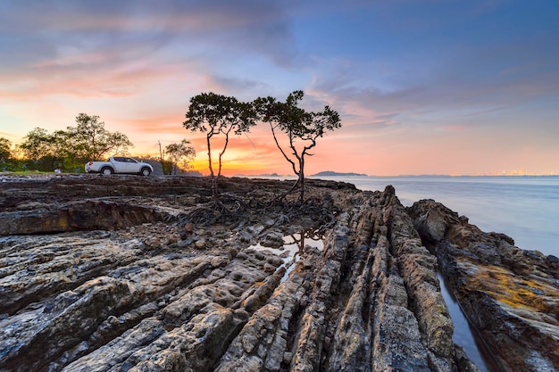 árbol de mangle en la playa belleza puesta de sol en la playa