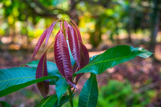 El árbol de mango está creciendo