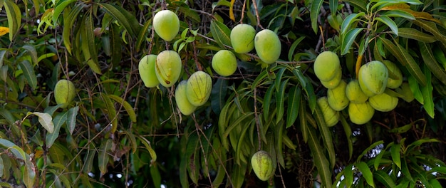 Foto Árbol de mango frondoso con primer plano de frutos inmaduros. estado de sao paulo, brasil