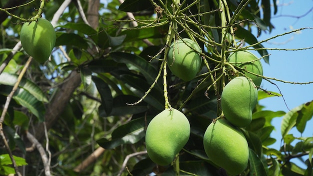 Árbol de mango con frutas racimo de mango verde en el árbol racimo de Mango verde maduro en el árbol en el jardín