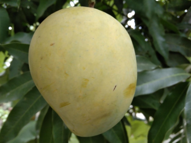 Un árbol de mango con una hoja verde y la palabra mango.