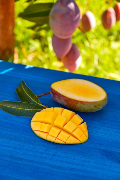 Foto Árbol de mango con mango preparado.