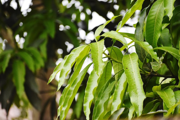 Foto Árbol de mango recién nacido hojas frescas