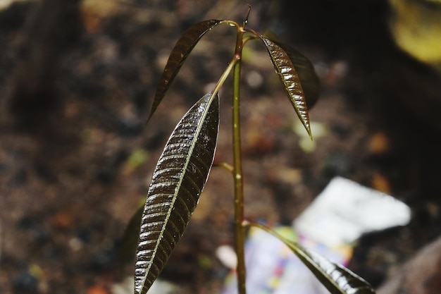 Foto Árbol de mango recién nacido hojas frescas