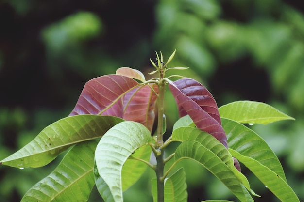 Foto Árbol de mango recién nacido hojas frescas