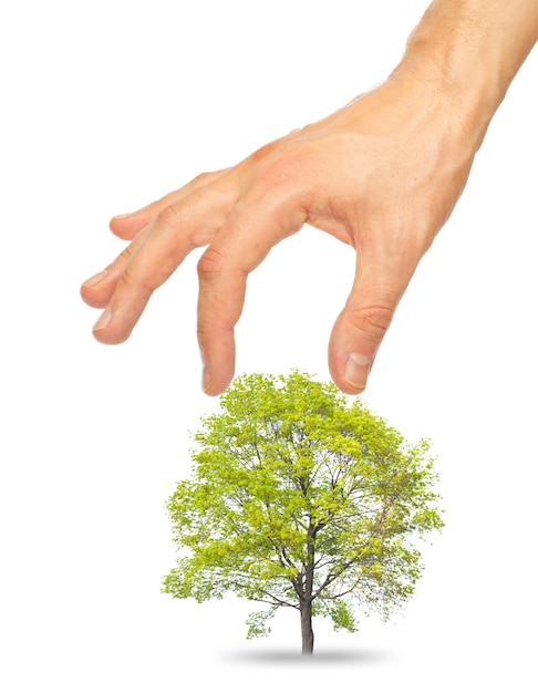 Foto Árbol y una mano masculina