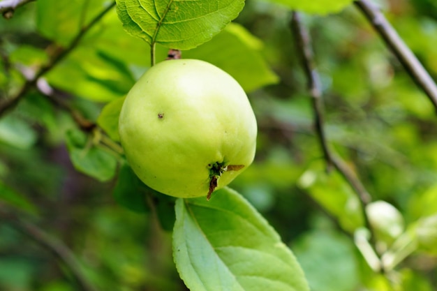 Árbol de manzana del bosque con una manzana en una rama