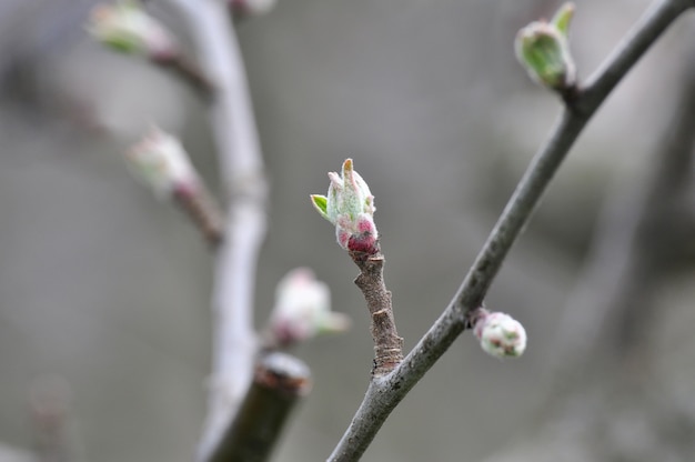 árbol de manzana brote closeup