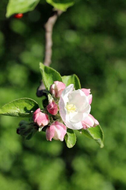 Foto Árbol de manzana con flores blancas y rosadas