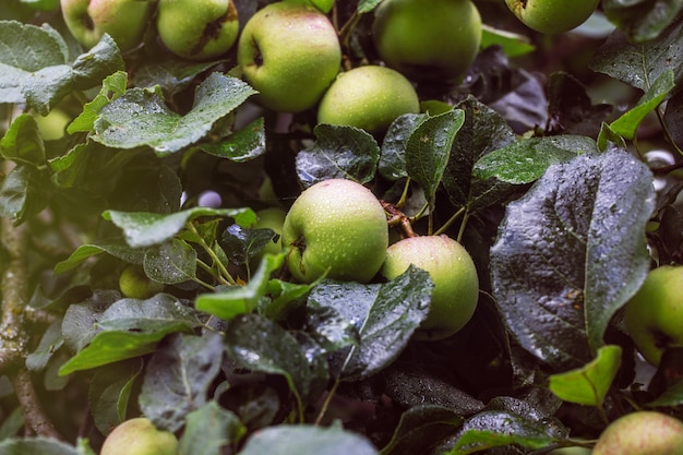 Foto Árbol de manzana. manzanas en el árbol