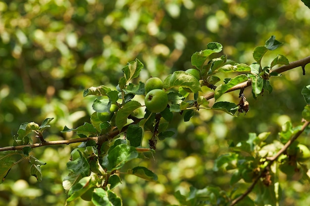 Un árbol con manzanas verdes Manzanas verdes maduras en un árbol