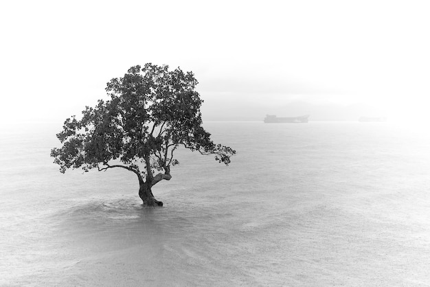 Árbol por el mar contra el cielo