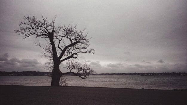 Foto Árbol por el mar contra el cielo