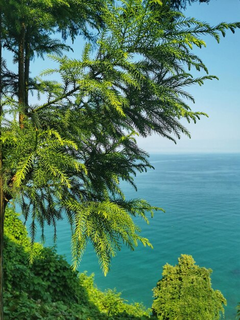 Foto Árbol por el mar contra el cielo