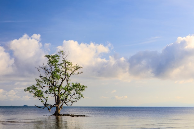 El árbol en el mar en la playa tropical en Tailandia.