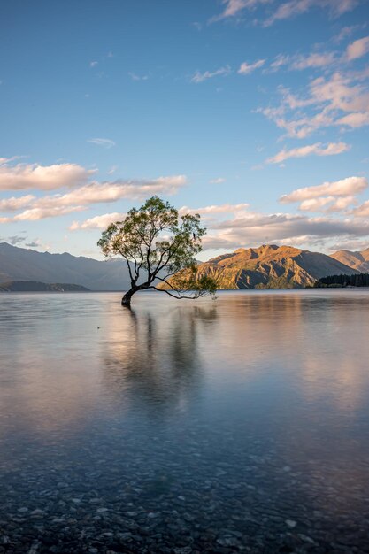 árbol en el mar