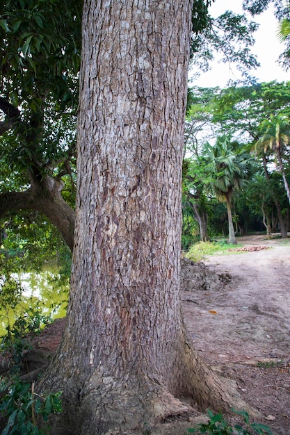 El árbol más grande del bosque con vistas a la vegetación.