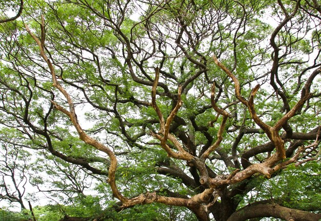 El árbol más grande de pod de mono