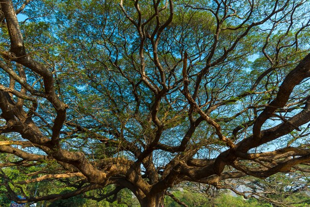 Foto Árbol más grande