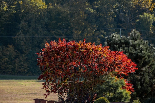 Foto un árbol en medio de un campo con hojas rojas