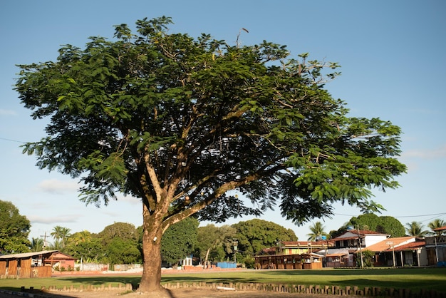 Foto un árbol en medio de un campo