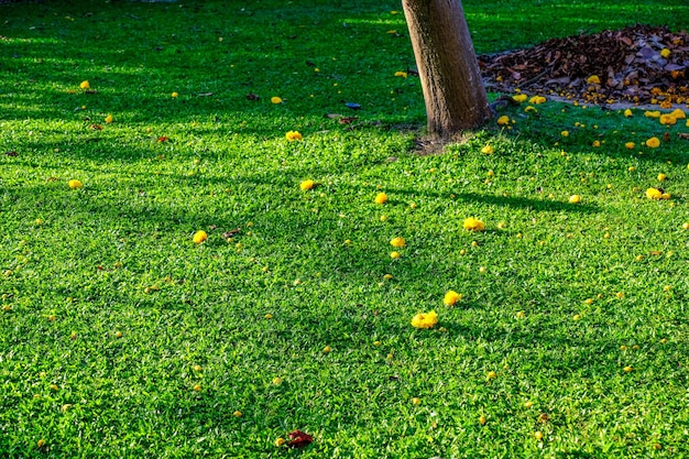 árbol en medio del césped