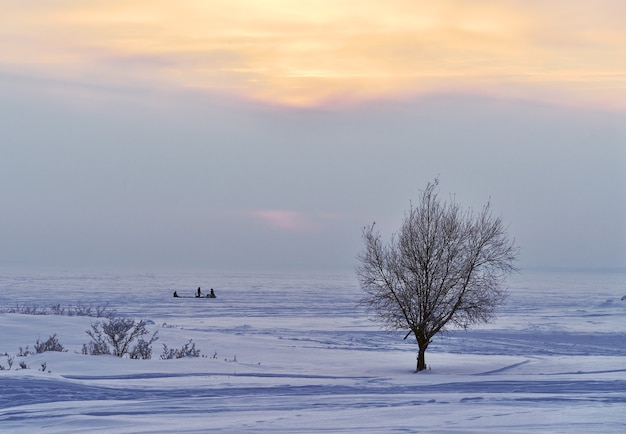 Un árbol en medio de una llanura nevada.